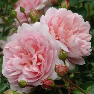 Rose 'Wildeve' - SH